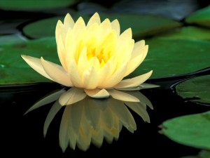 Water-Lily-Or-Lotus-Flowers